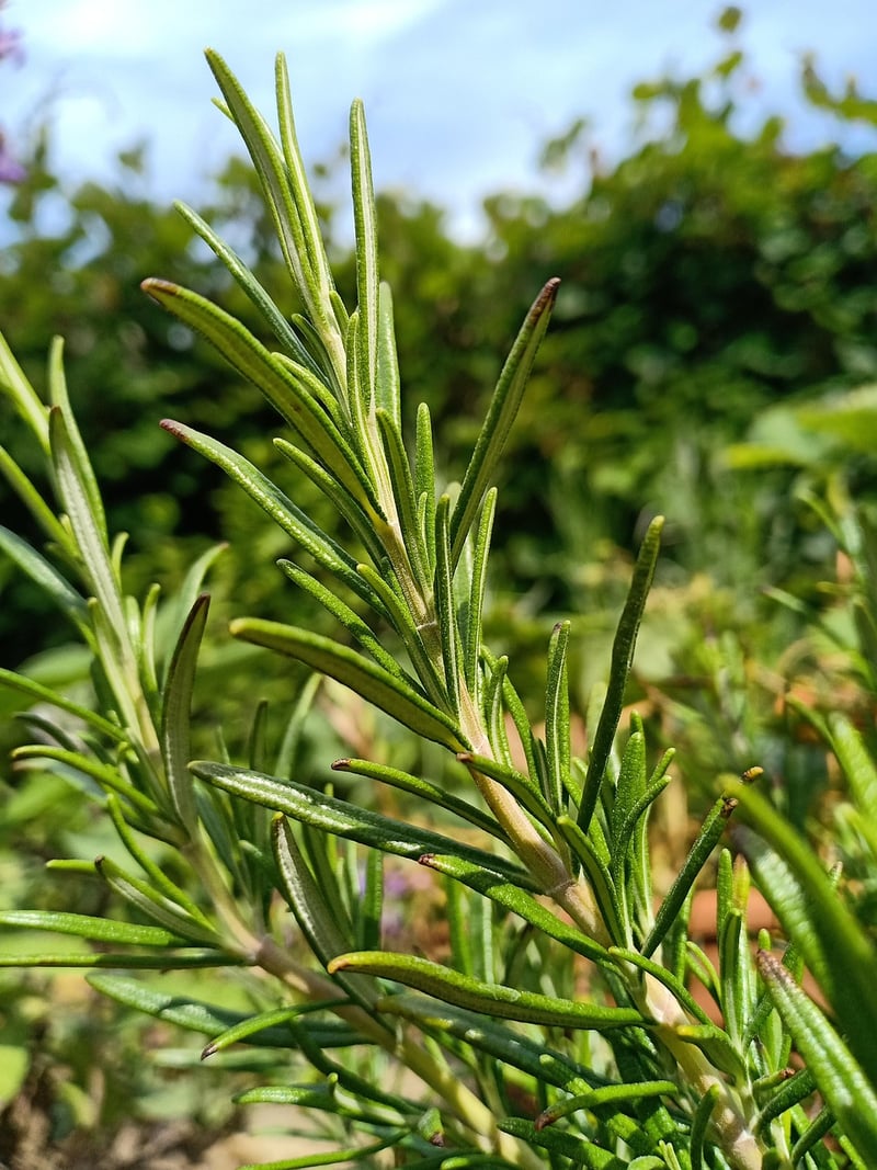 Herbs in a garden